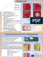 Yersinia Pestis PDF