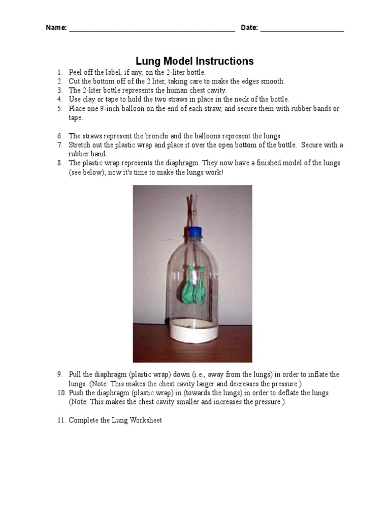 Lung Model Activity Instructions | PDF | Lung | Thorax