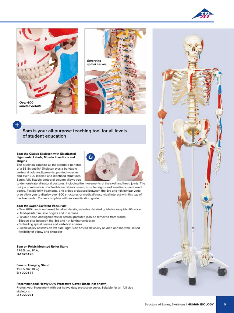 Comprehensive Human Skeleton Model | PDF