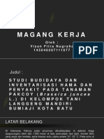 Budidaya Pakcoy di Kelompok Tani Langgeng Mandiri Bumiaji