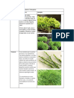 Divisiones Del Reino Vegetal Subreino Embryophyta