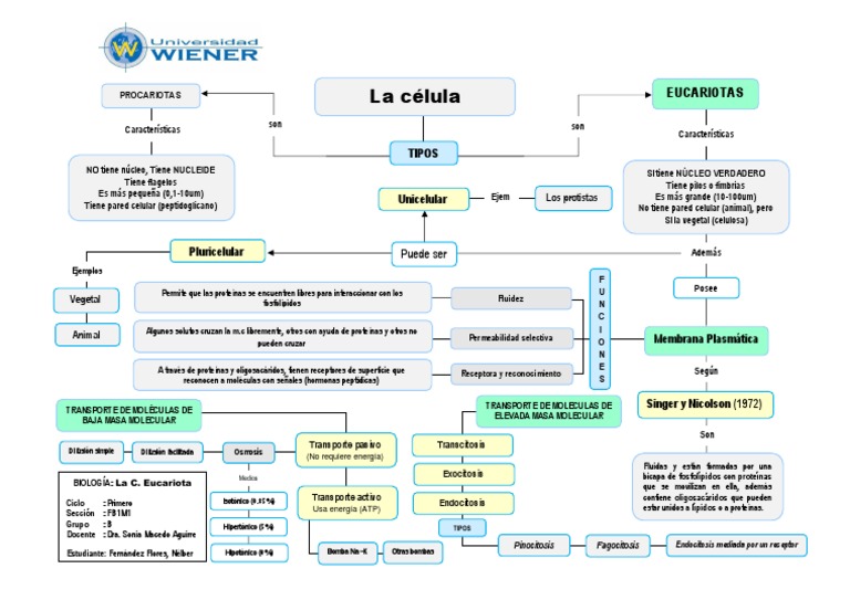 Mapa Conceptual 9 La Célula Eucariota Osmosis