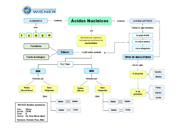 Mapa Conceptual 6 Ácidos Nucleicos Ácidos nucleicos
