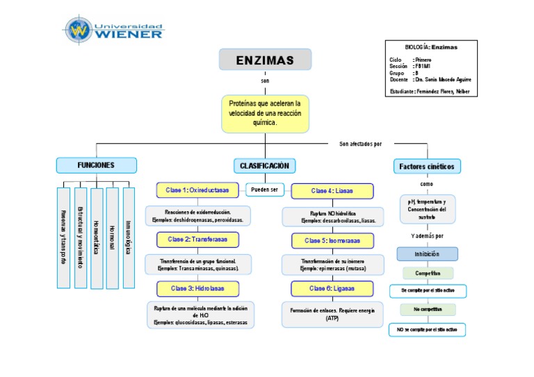 Mapa Conceptual 5 Enzimas Sitio activo Enzima