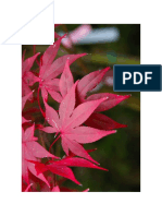 Acer Palmatum 'Osakazuki'