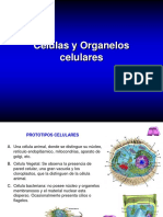 Células y Organelos Celulares