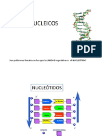 Presentación Ácidos nucleícos