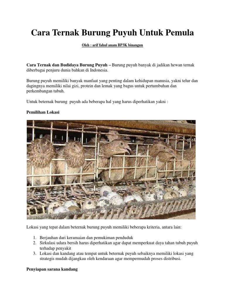 Ternak Burung Puyuh Untuk Pemula Rif Pdf