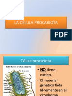 TIPOS DE CELULAS.pptx