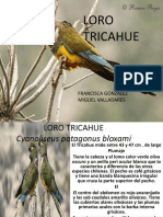 Loro Tricahue