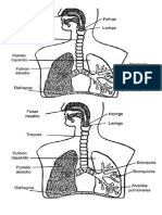 Sistema Respiratorio Dibujo Pulmones