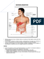CLASE 8 Anatomia