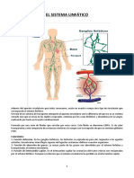 CLASE 13 Anatomia