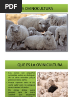 La Ovinocultura i