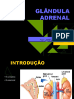Glândula Adrenal2012