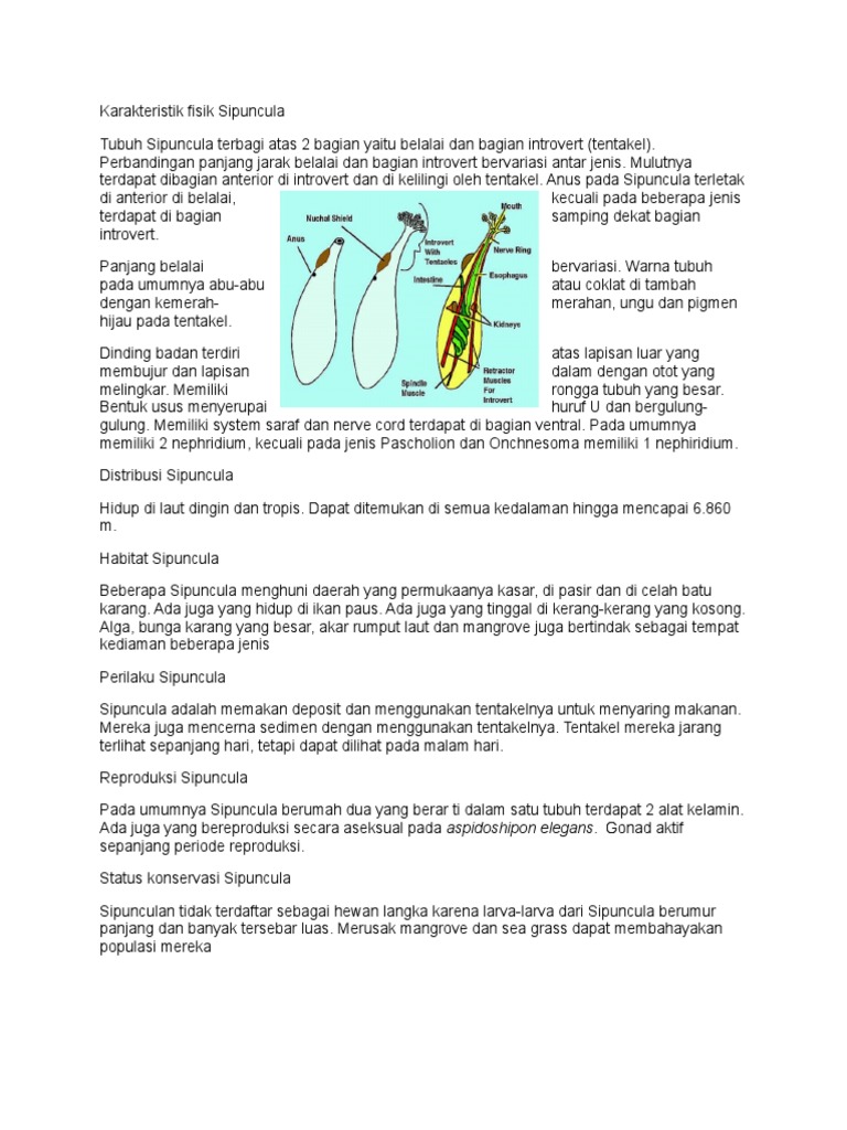 Karakteristik Fisik Sipuncula | PDF