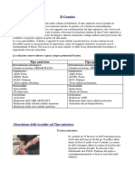 Gomito.pdf