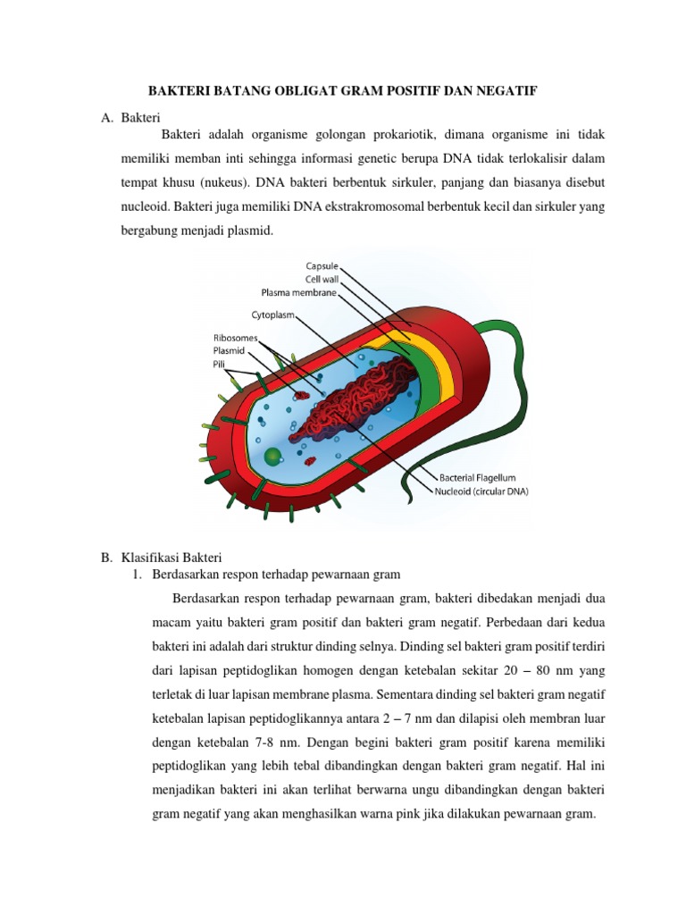 Bakteri Batang Obligat Gram Positif Dan Negatif_(2)