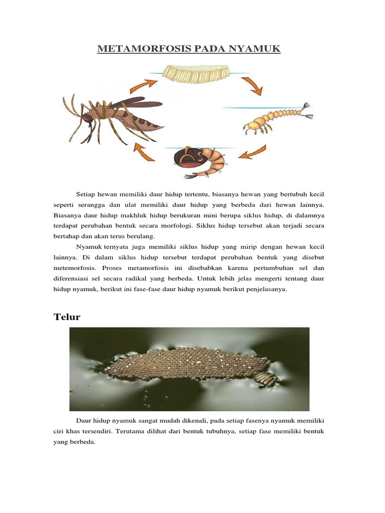 55 Gambar Metamorfosis Pada Nyamuk Terbaik Hoganig 55 Gambar Metamorfosis Pada Nyamuk Terbaik Hoganig