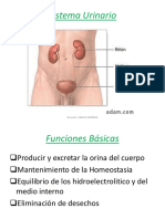 Sistema Urinario