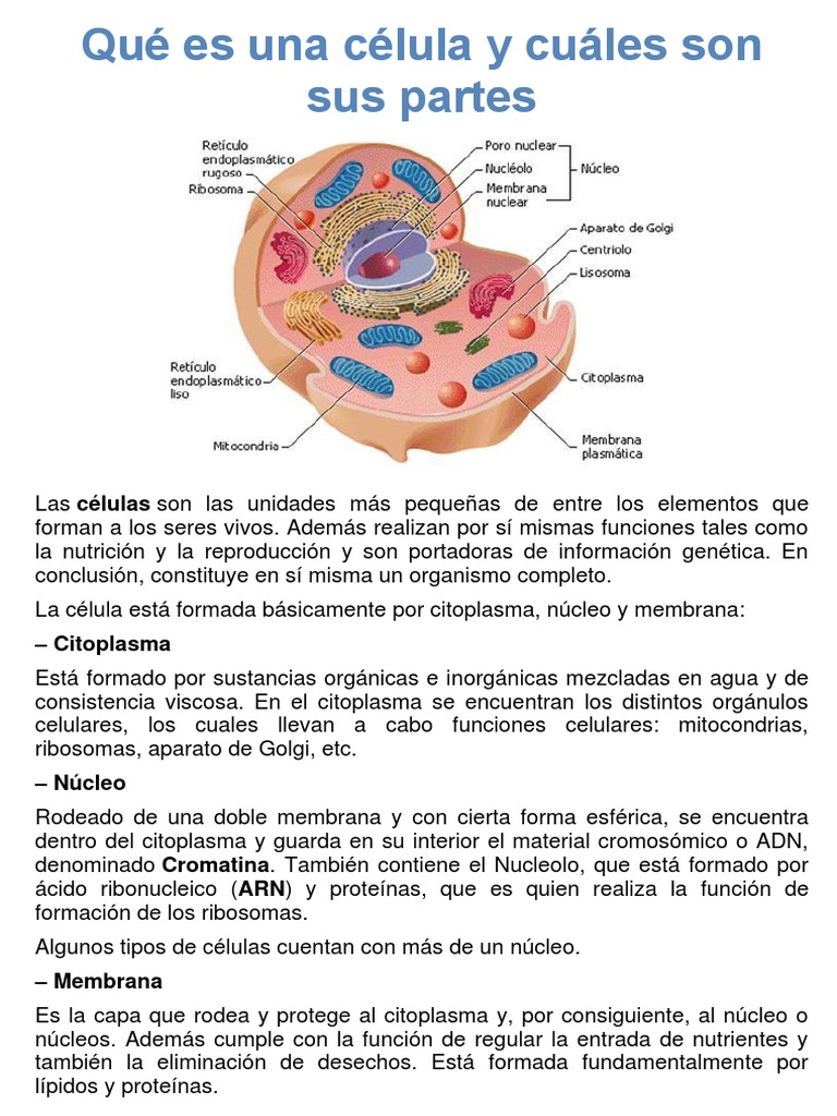 Qué Es La Célula Y Cuáles Son Sus Partes Compartir Celular