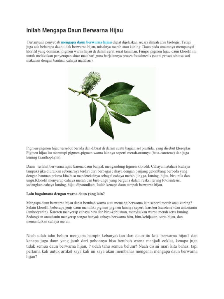 Mengungkap Misteri: Mengapa Daun Calathea Menggulung?