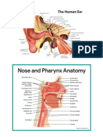 Anatomy Ear Nose Throat