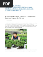 Japanese Black Pine JBP - Grafting