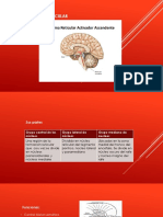 Configuración Del Tronco Encefálico (Anatomia)
