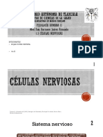 Células Nerviosas 