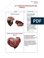 Guia de Estudio y Contextualización de Anatomía Cardiaca
