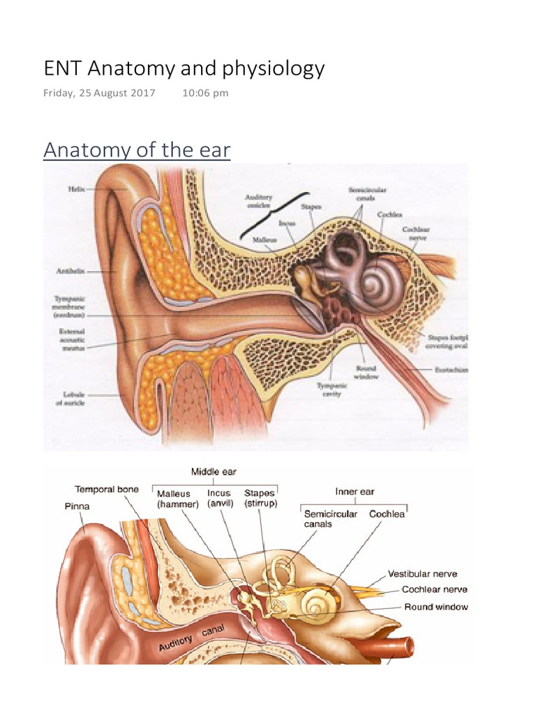 ENT Anatomy and Physiology Overview | PDF | Ear | Auditory System