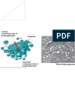 Golgi Apparatus