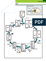 Krebs Cycle