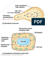 Microfila Motility Cytoplasmic Streaming