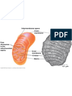 Mitochondrion