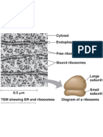 Ribosomes