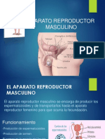 Aparato Reproductor Masculino