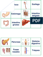 Memorice de Sistema Digestivo y Respiratorio