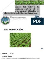 Presentacion Lechuga (Lactuca Sativa)