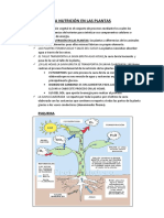 la nutricion en las plantas