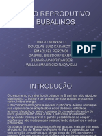 Manejo Reprodutivo de Bubalinos