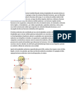 Sistema Endocrino