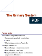 urinary system_2.pdf