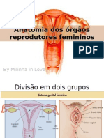 Anatomia Dos Órgãos Reprodutores Femininos