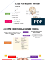 CIRCULACION CEREBRAL: Vasos Sanguíneos Cerebrales