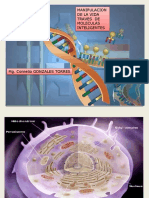 Exposicion Ingenieria Genetica