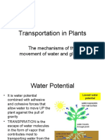 Transportation in Plants: The Mechanisms of The Movement of Water and Glucose