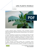 100_kalanchoe_planta_modelo.pdf