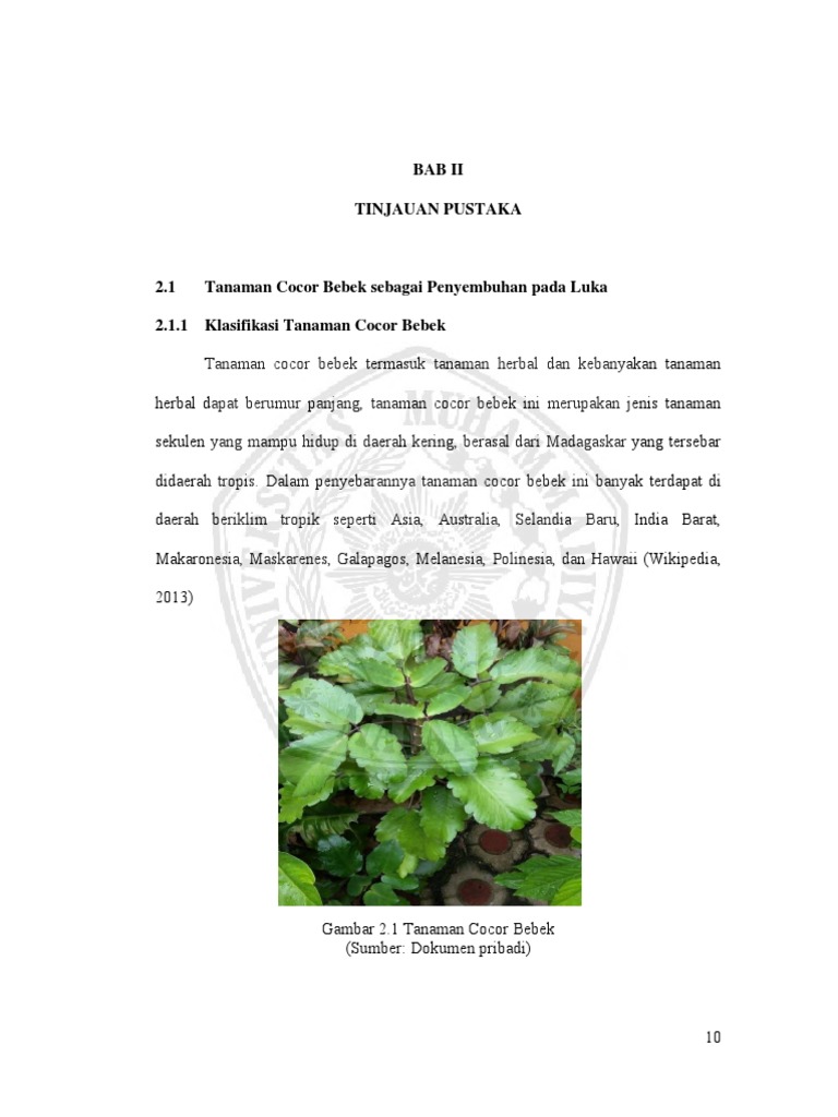 20 Trend Terbaru Gambar Sketsa Cocor  Bebek  Tea And Lead